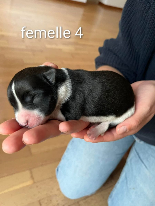 Photo #2 de Freya