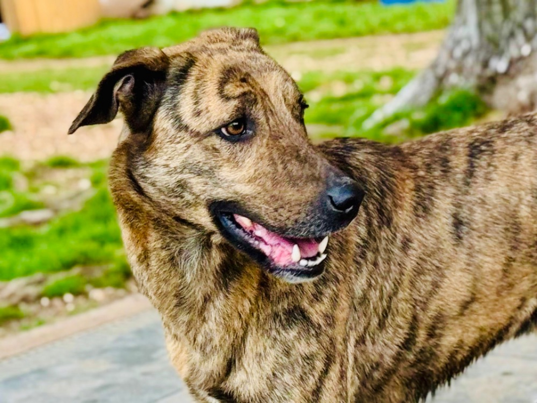 Photo #1 de Eglantine