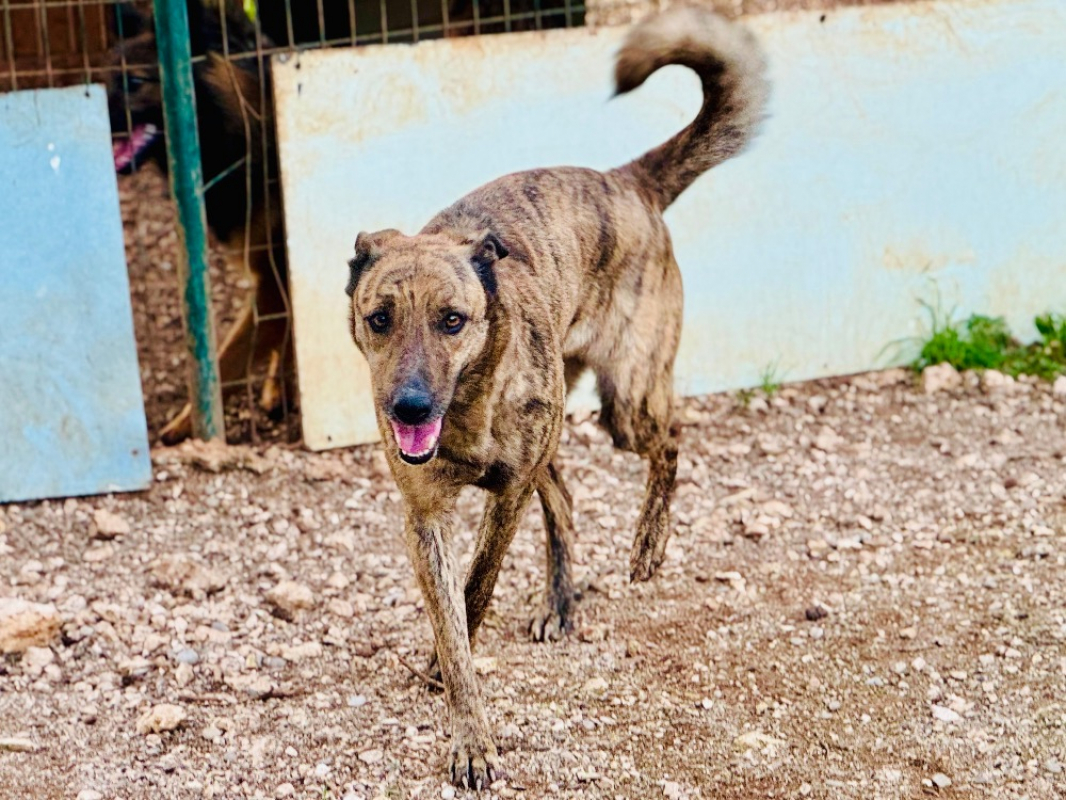 Photo #3 de Eglantine