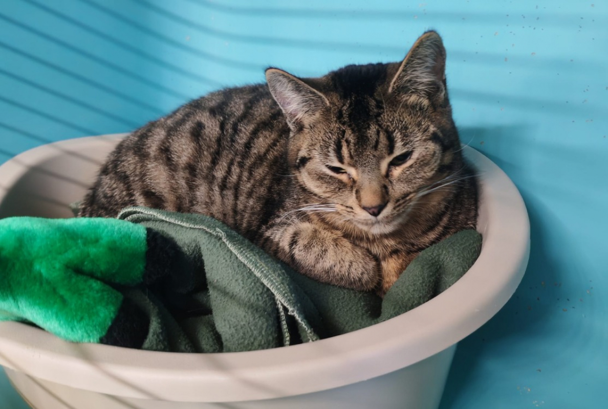 Photo de Lady pattounes