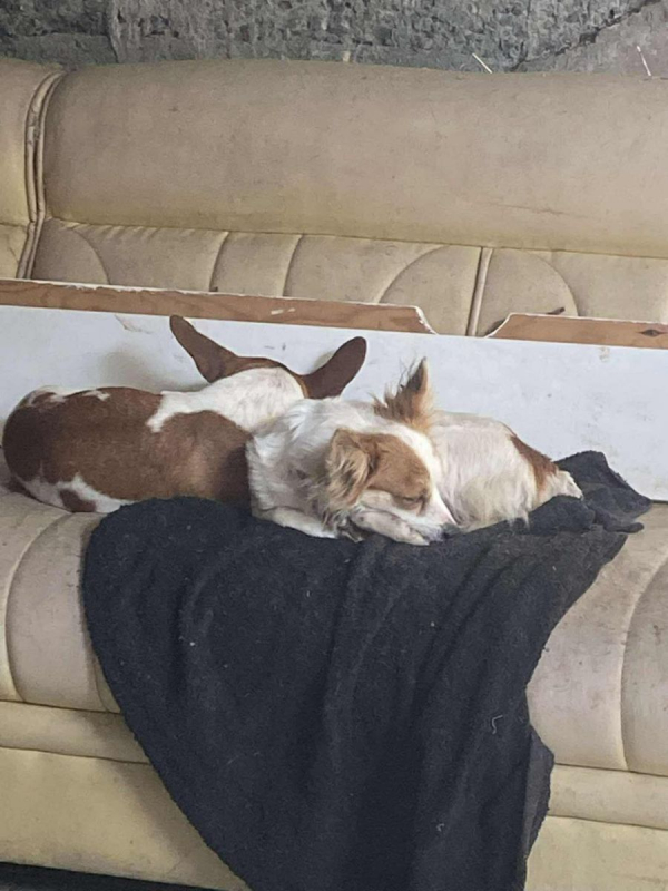 Photo #2 de Azaé et Muffin