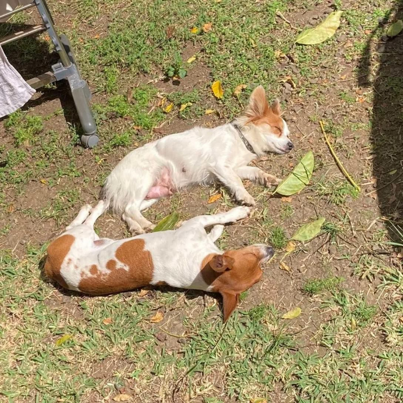 Photo #3 de Azaé et Muffin