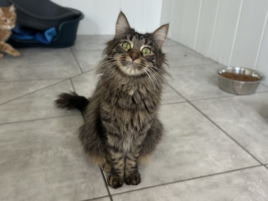 Photo #1 de Valkyrie