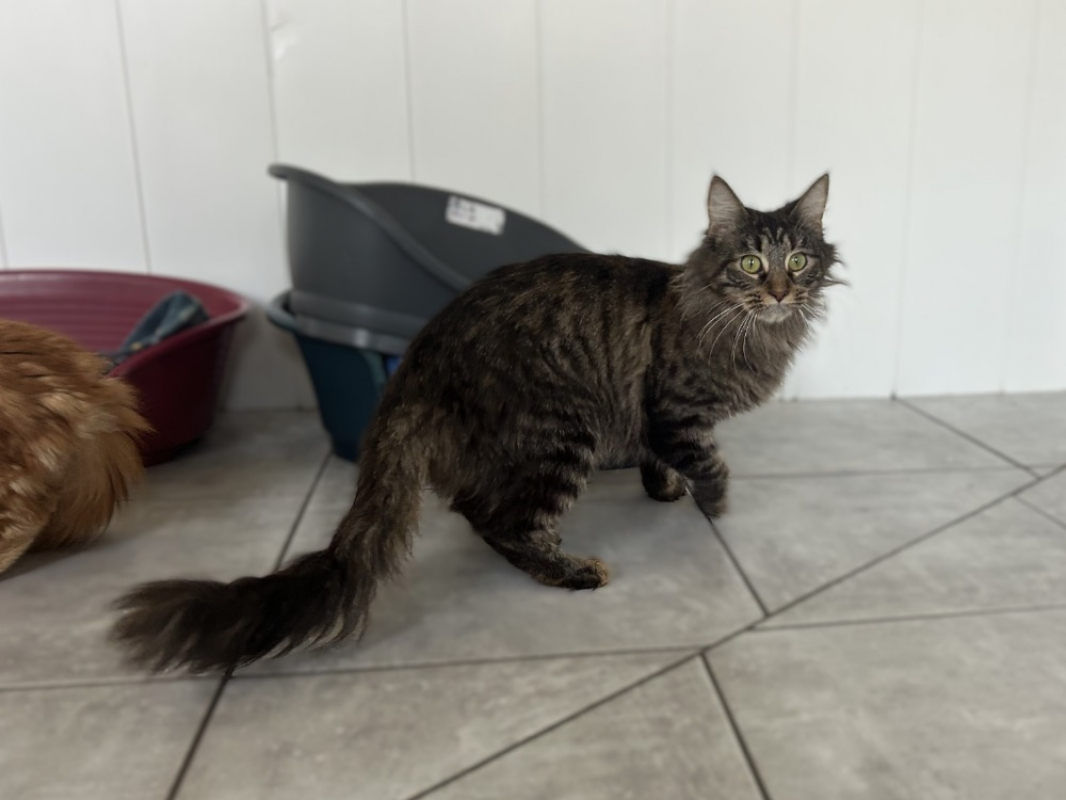 Photo #3 de Valkyrie