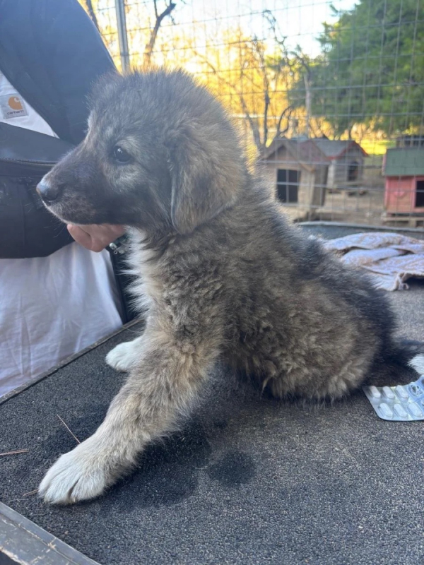 Photo #2 de Enzo