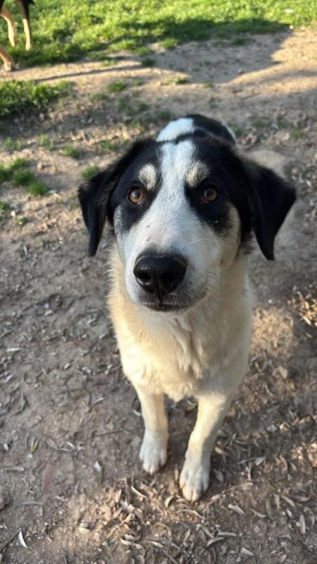 Woo - Chien à adopter - photo 2