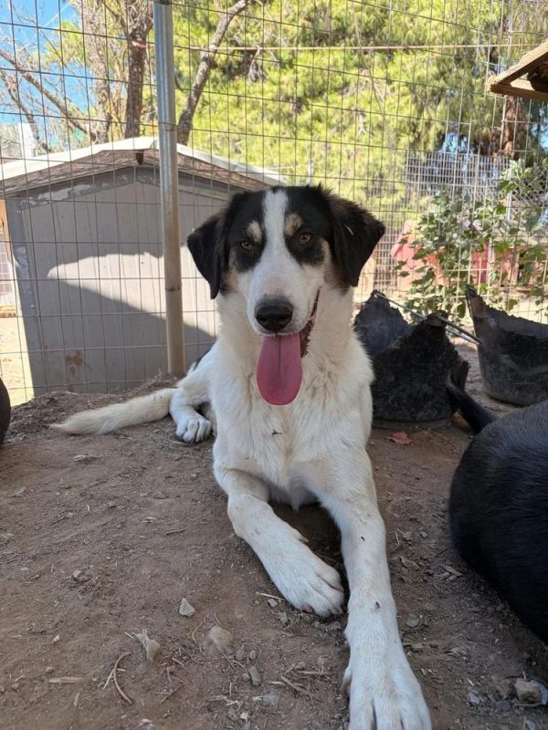 Woo - Chien à adopter - photo 3