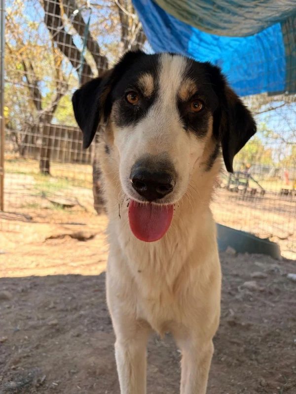 Woo - Chien à adopter