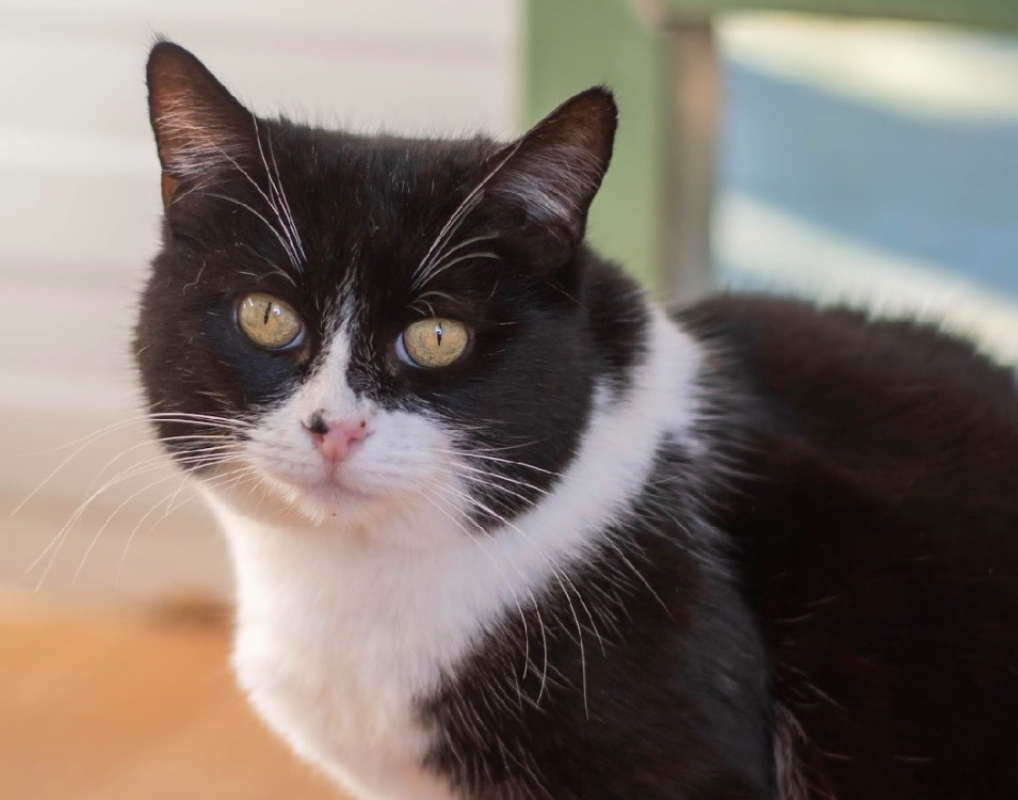 Photo #1 de Dulcinee