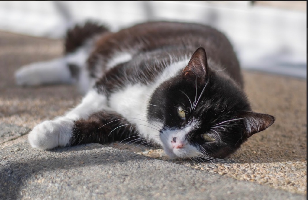 Photo #2 de Dulcinee