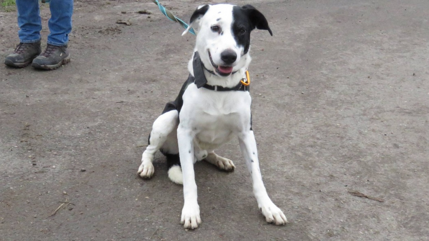 Photo #2 de Rantanplan