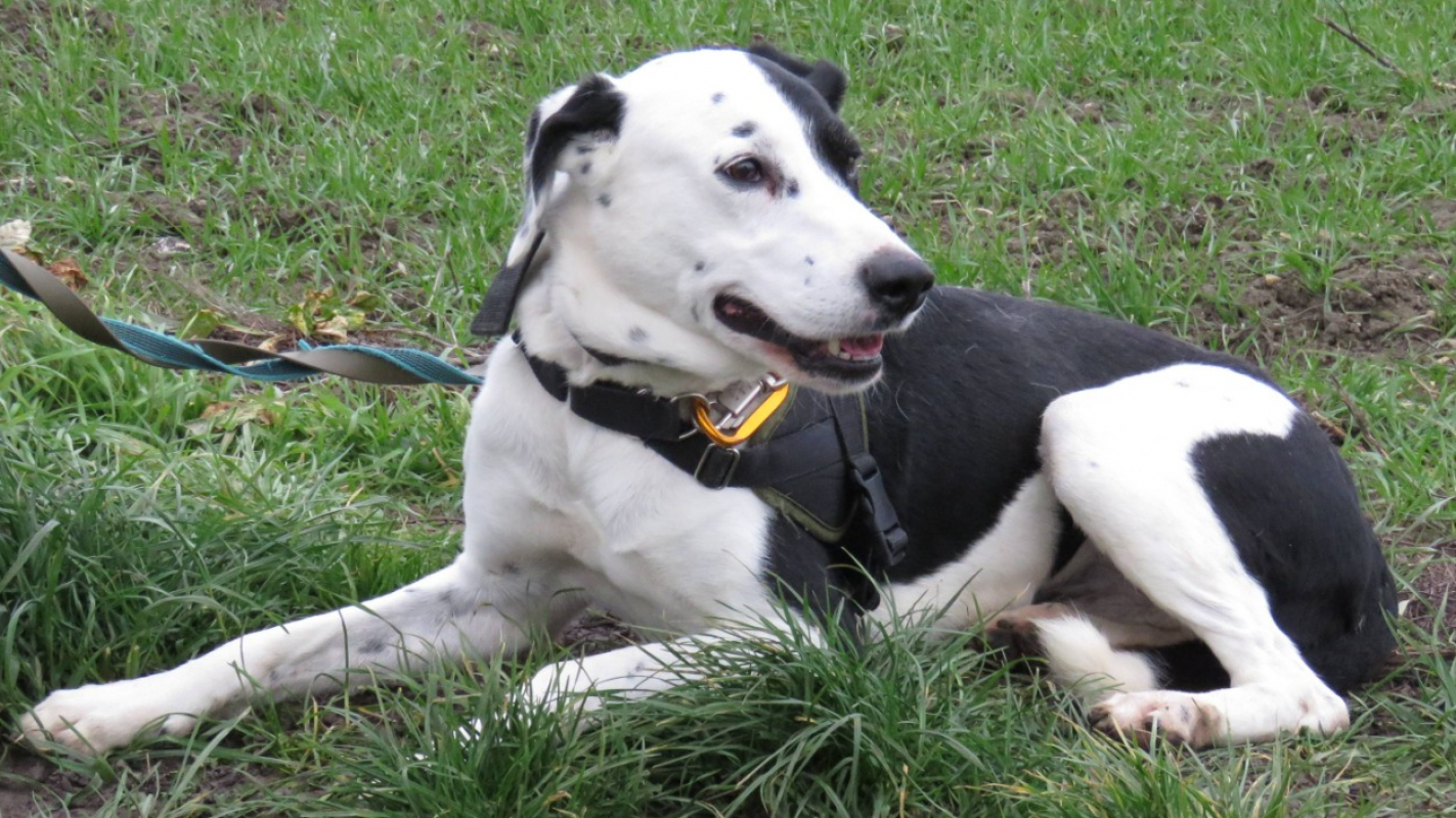 Photo #3 de Rantanplan