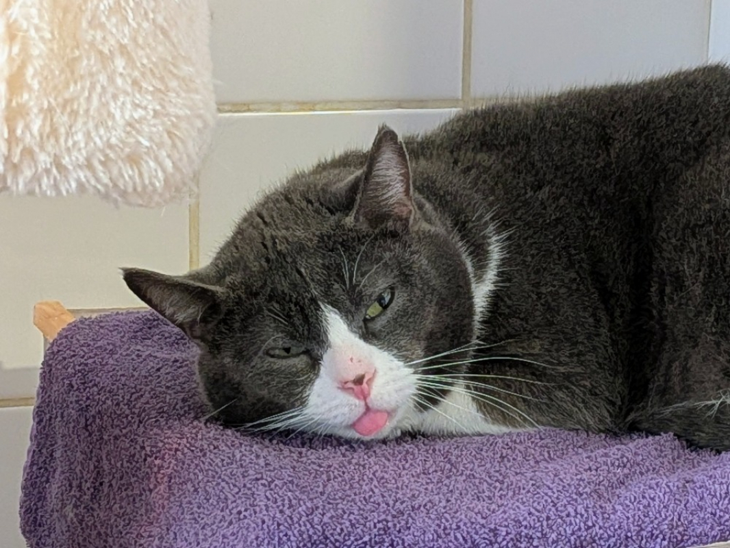 Photo #1 de Stravinsky