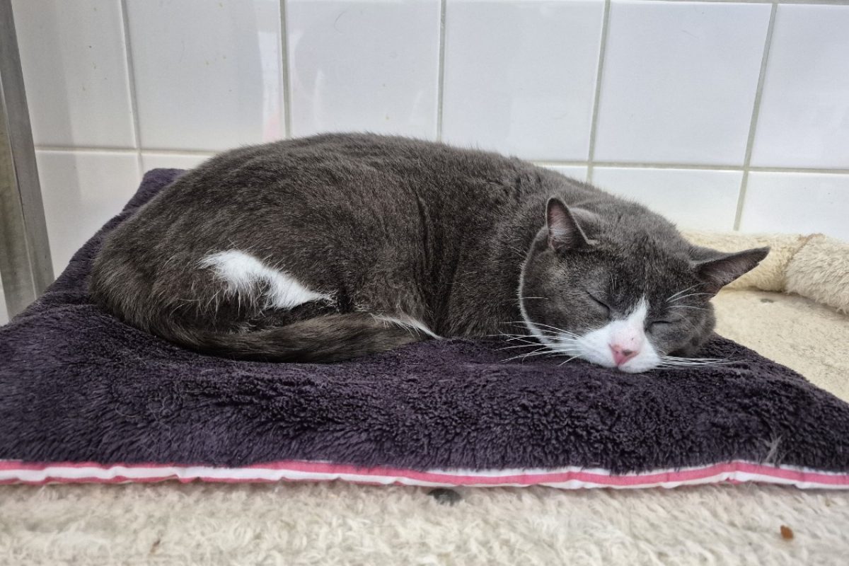 Stravinsky - Chat Européen à adopter - photo 2