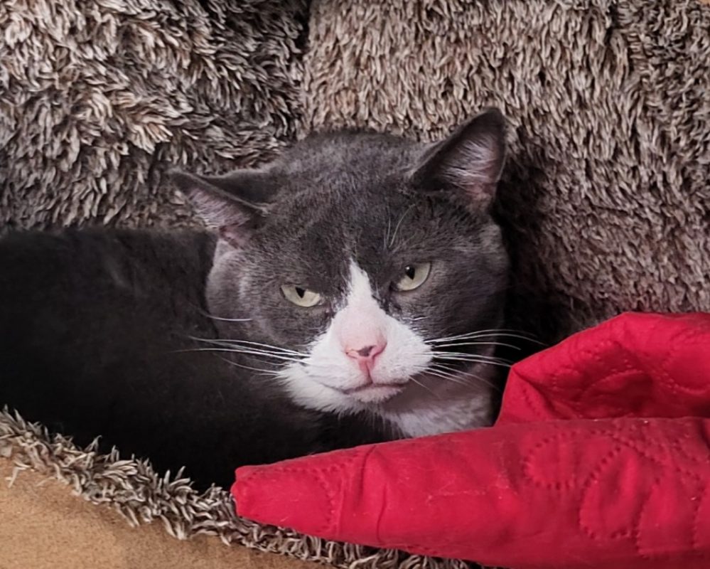 Stravinsky - Chat Européen à adopter - photo 3
