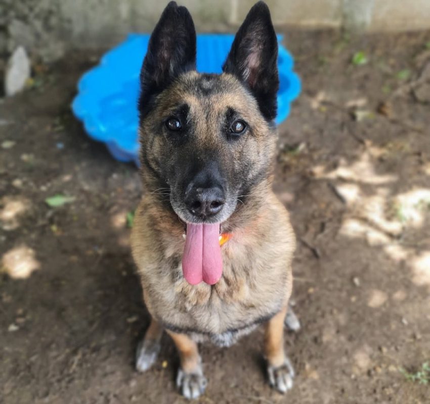 Lasco - Chien Berger Belge Malinois à adopter