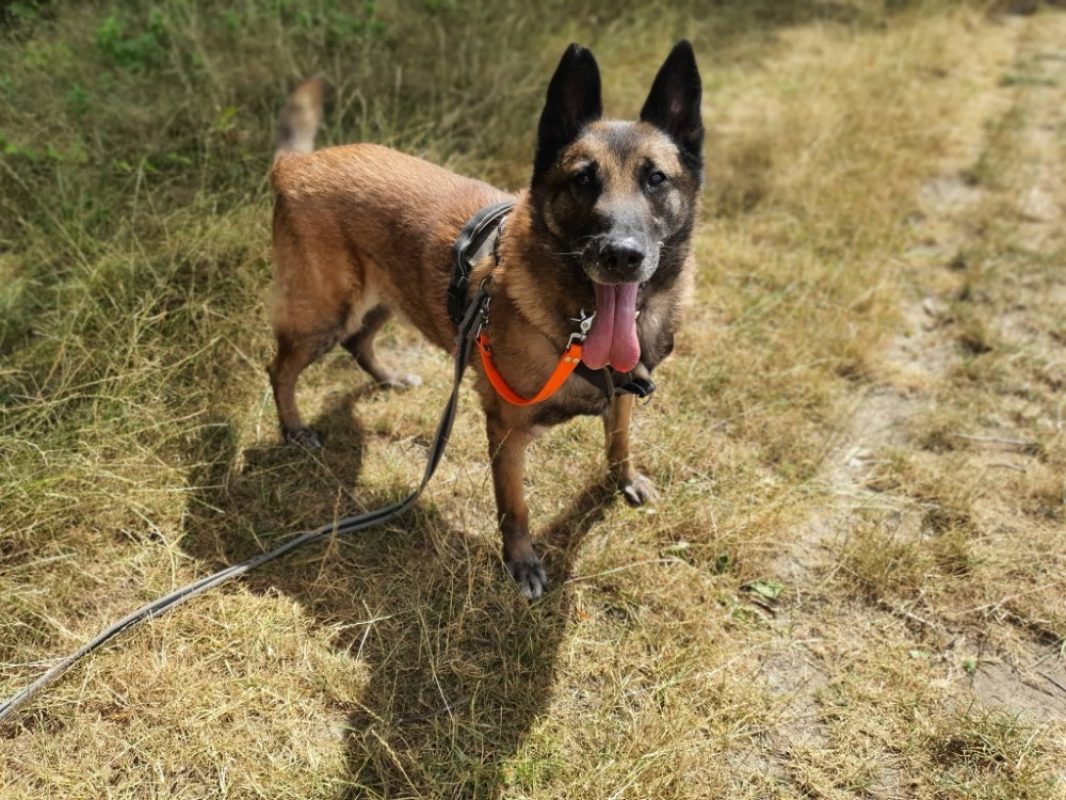Lasco - Chien Berger Belge Malinois à adopter - photo 2