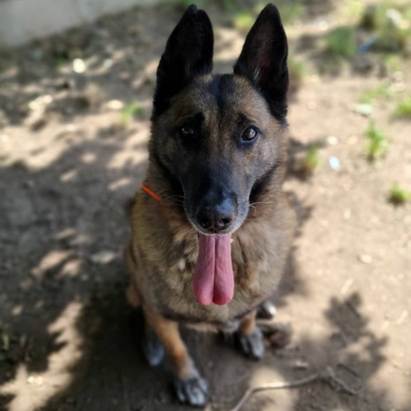 Lasco - Chien Berger Belge Malinois à adopter - photo 3