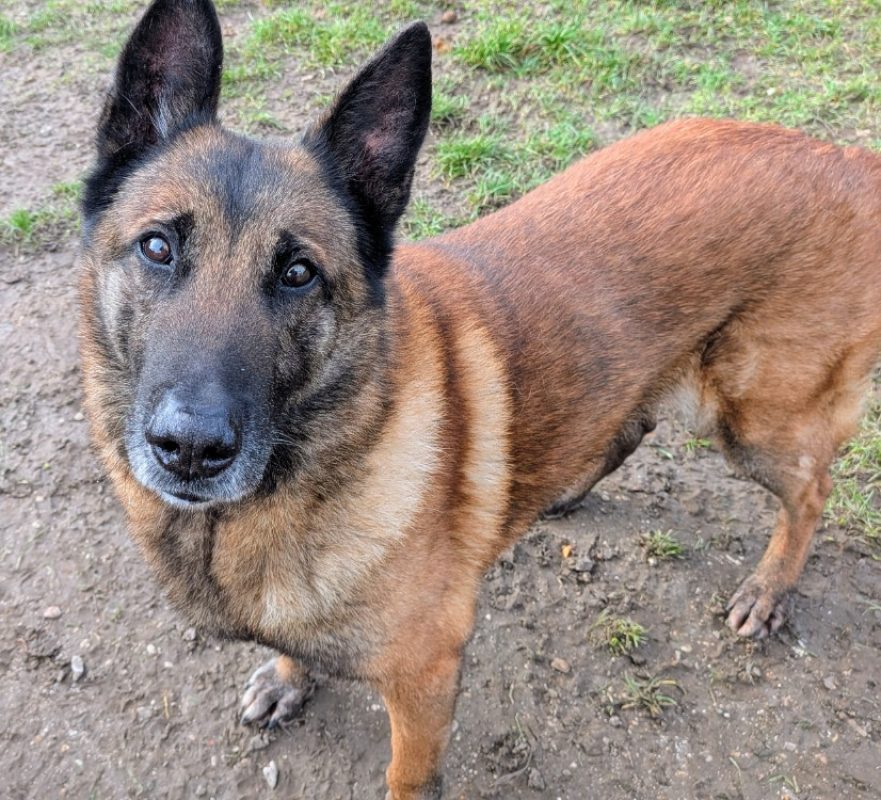 Lasco - Chien Berger Belge Malinois à adopter - photo 4