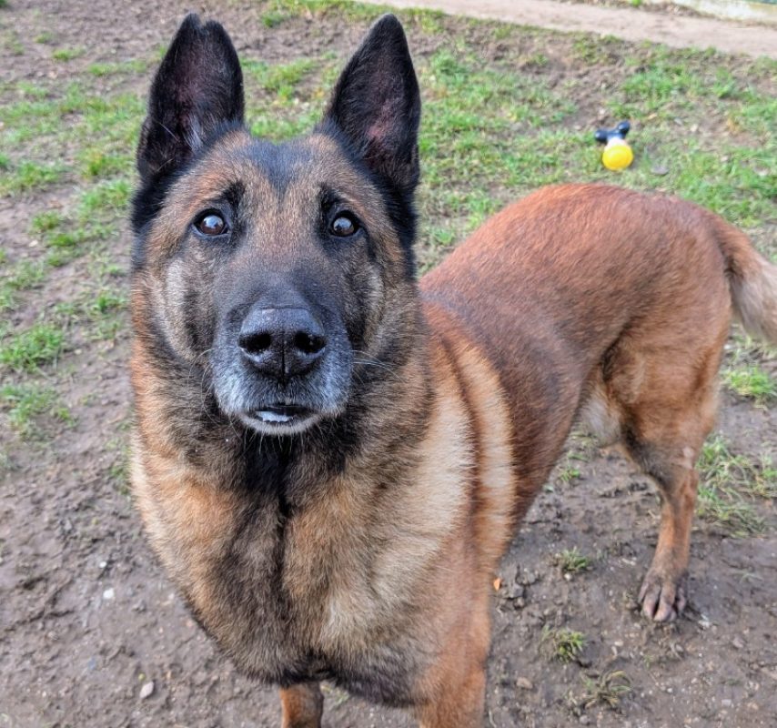 Lasco - Chien Berger Belge Malinois à adopter - photo 5