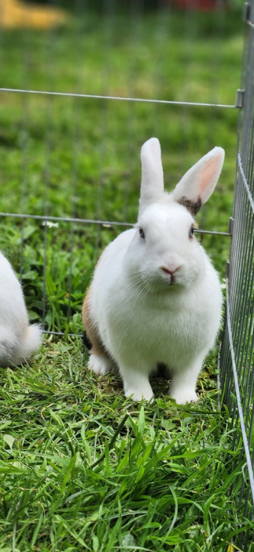 Photo #1 de Lila et Pampa 