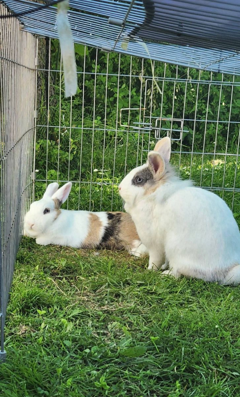 Photo #2 de Lila et Pampa 