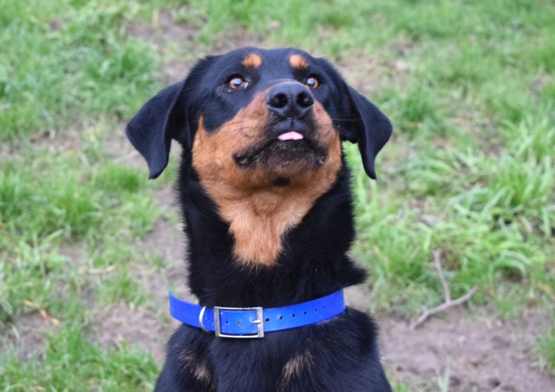 Photo #1 de Beaugosse