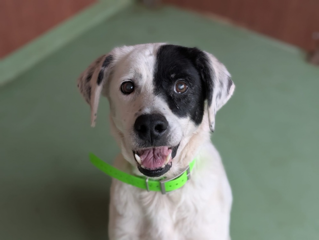 Photo #1 de Princesse