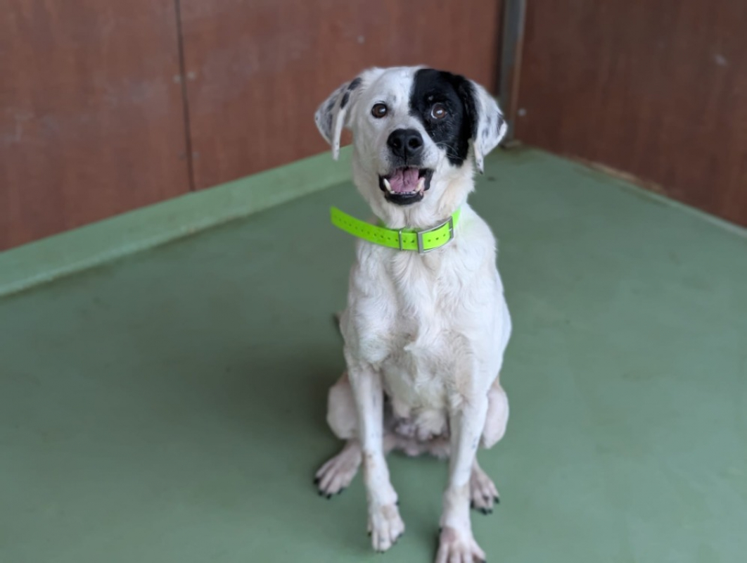 Photo #4 de Princesse