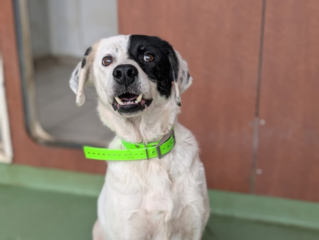 Photo #6 de Princesse