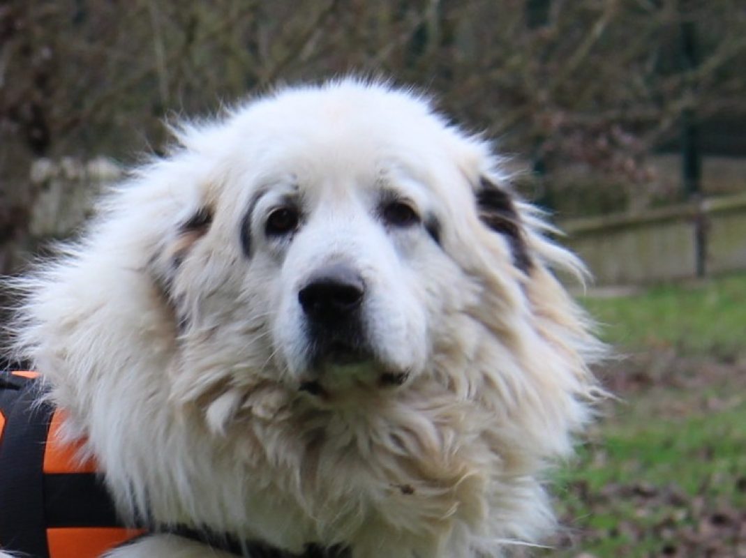 Pilou - Chien Chien de montagne des Pyrénées à adopter