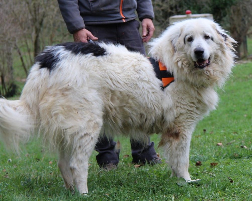 Pilou - Chien Chien de montagne des Pyrénées à adopter - photo 2