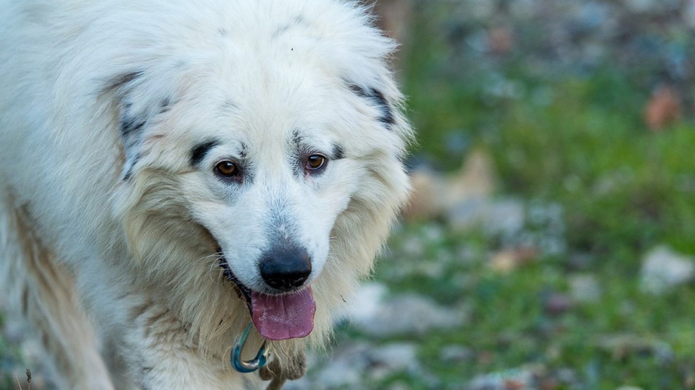 Pilou - Chien Chien de montagne des Pyrénées à adopter - photo 3