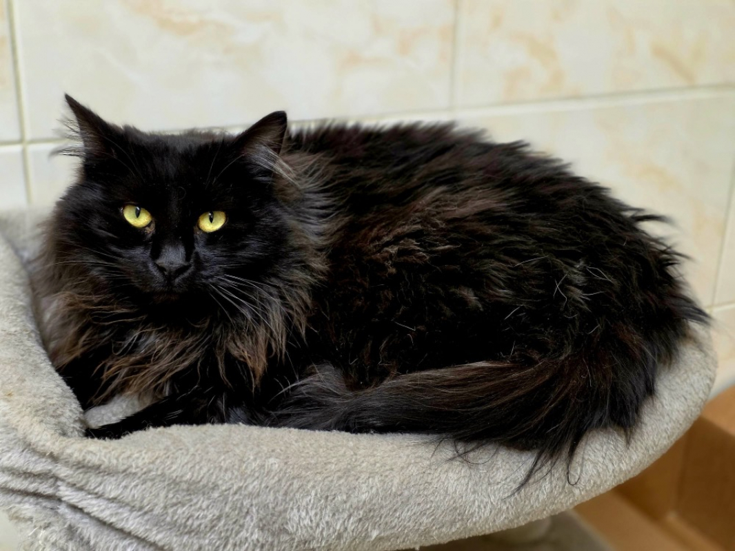 Photo #1 de Pomponette