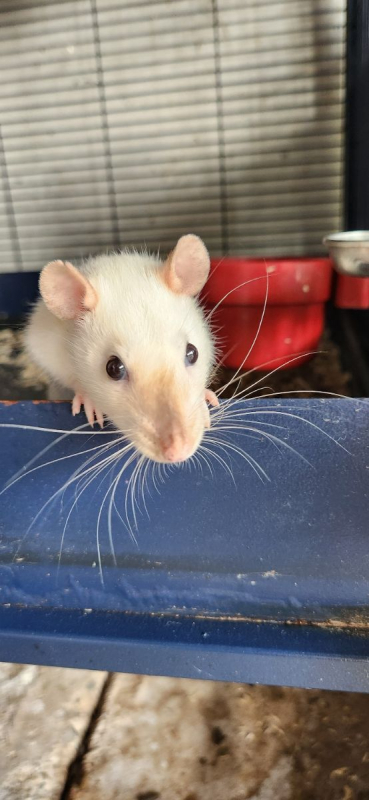 Photo #1 de Frimousse et Lola