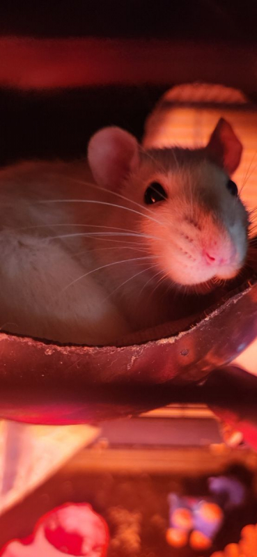 Photo #3 de Frimousse et Lola