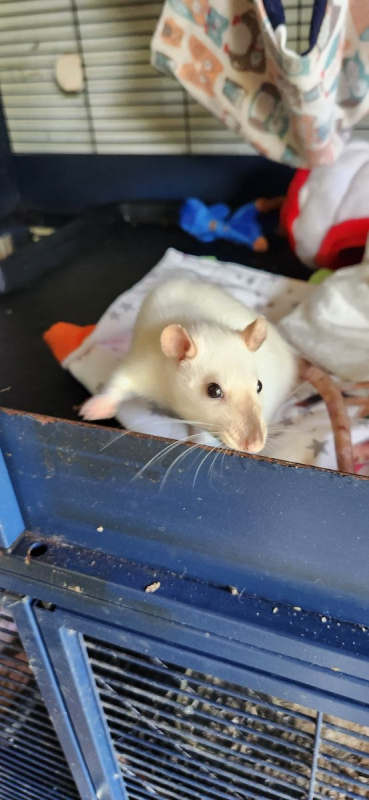 Photo #4 de Frimousse et Lola