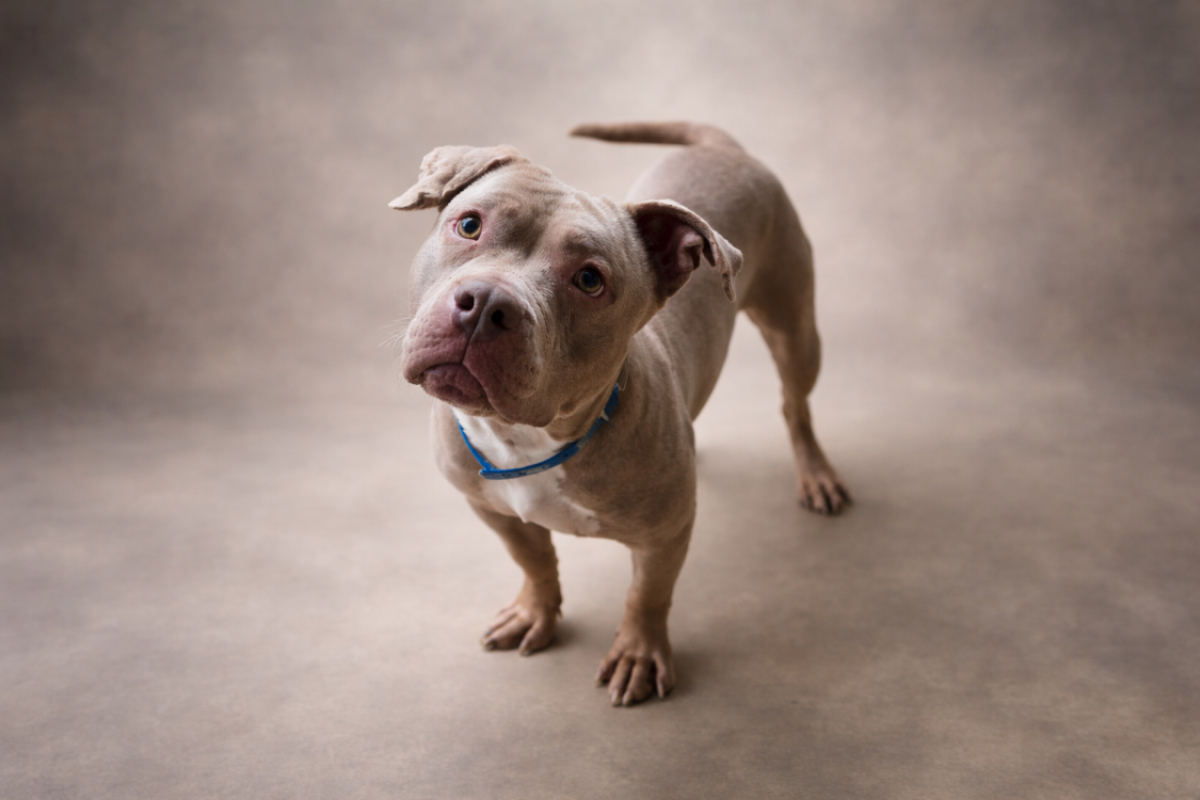 Photo de Honey reservé