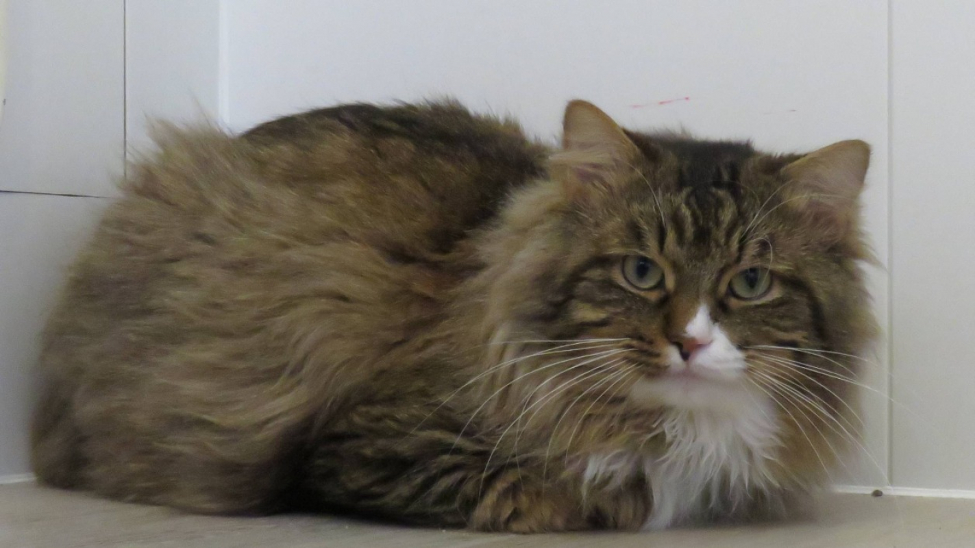 Photo #2 de Chaussette