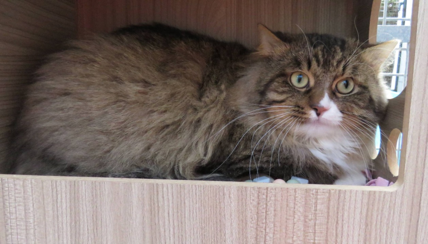 Photo #2 de Chaussette