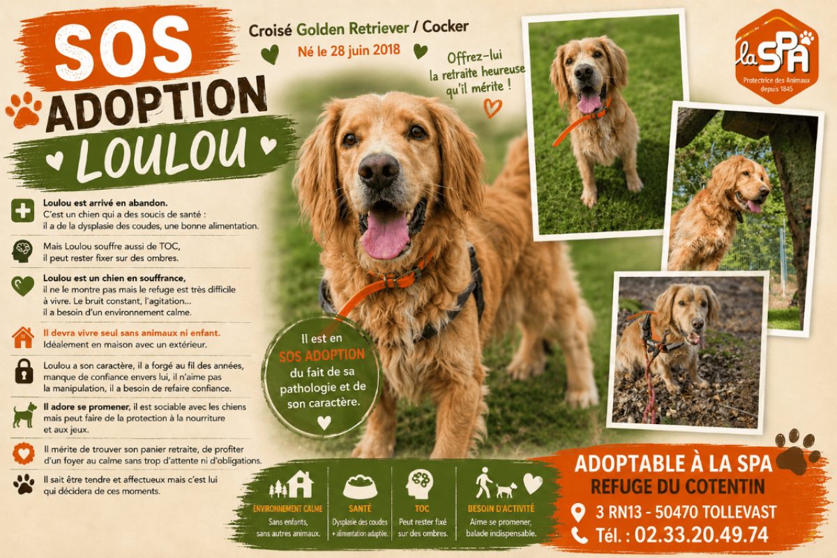 Loulou - Chien à adopter