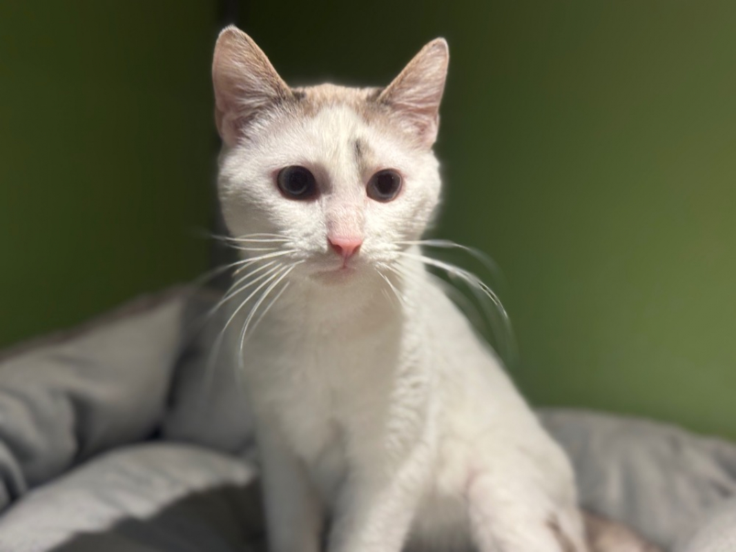 Photo #1 de Poupouille