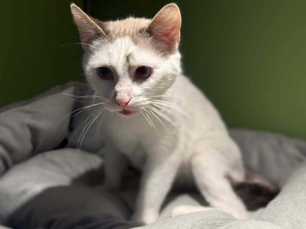 Photo #2 de Poupouille