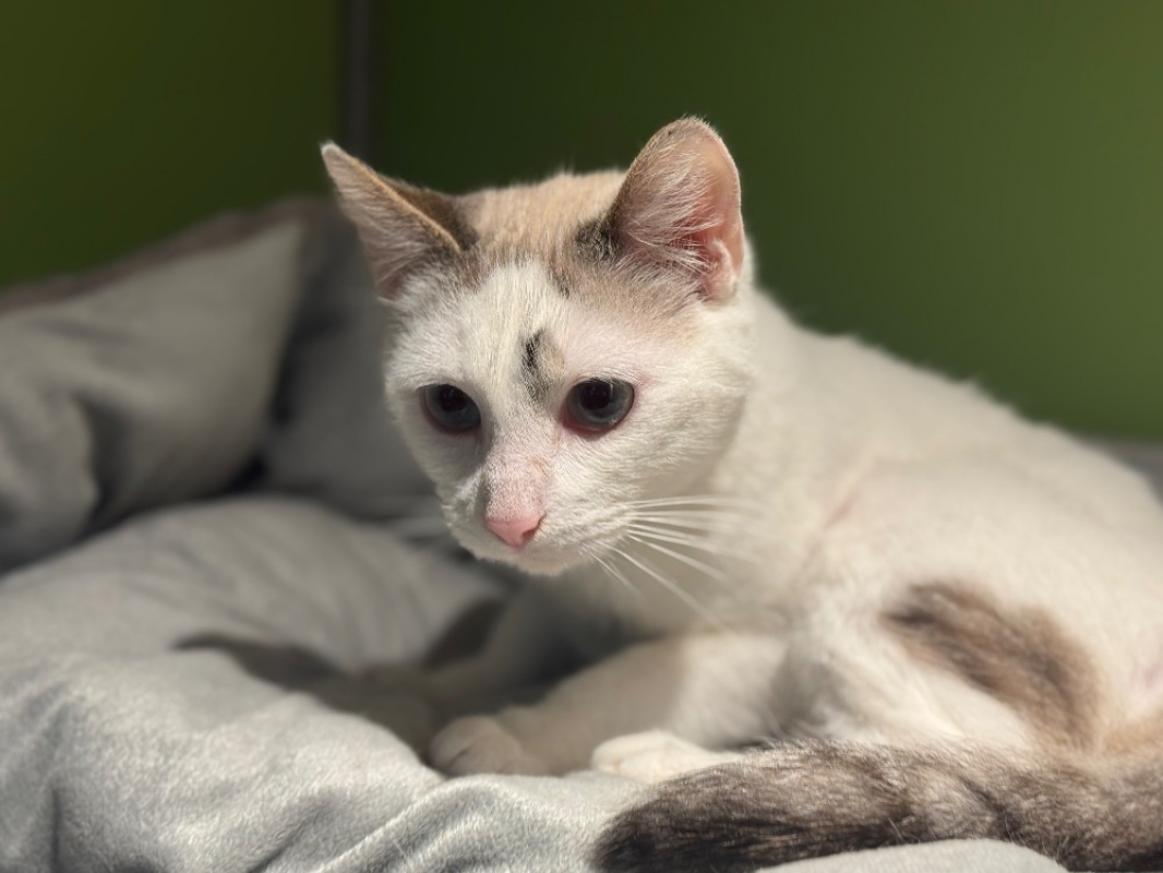 Photo #3 de Poupouille