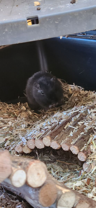 Photo #1 de Les gerbilles Grisouille Brittany et Noisette 