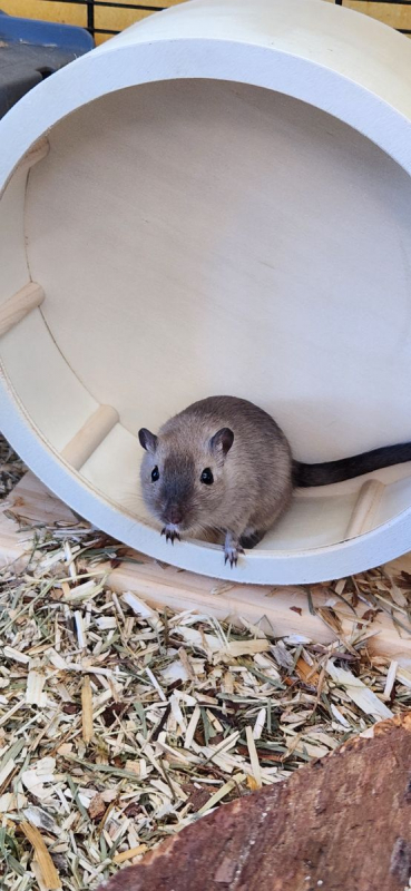 Photo #2 de Les gerbilles Grisouille Brittany et Noisette 
