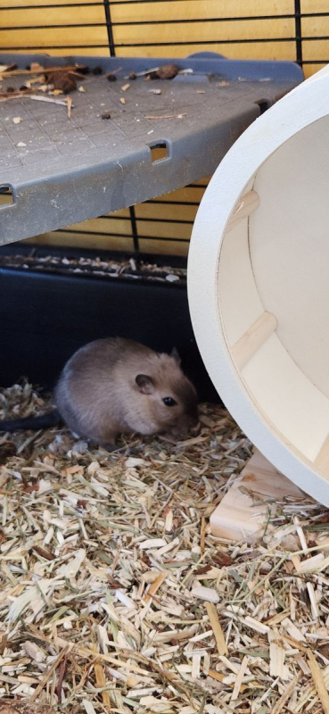 Photo #3 de Les gerbilles Grisouille Brittany et Noisette 