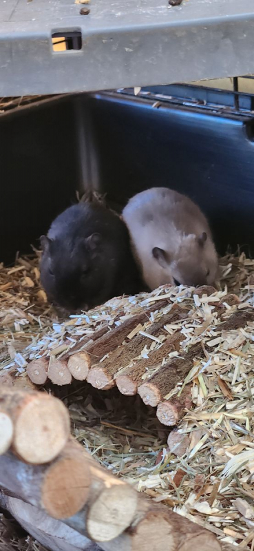 Photo #4 de Les gerbilles Grisouille Brittany et Noisette 