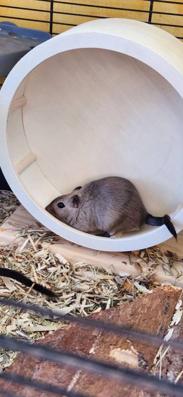 Photo #5 de Les gerbilles Grisouille Brittany et Noisette 