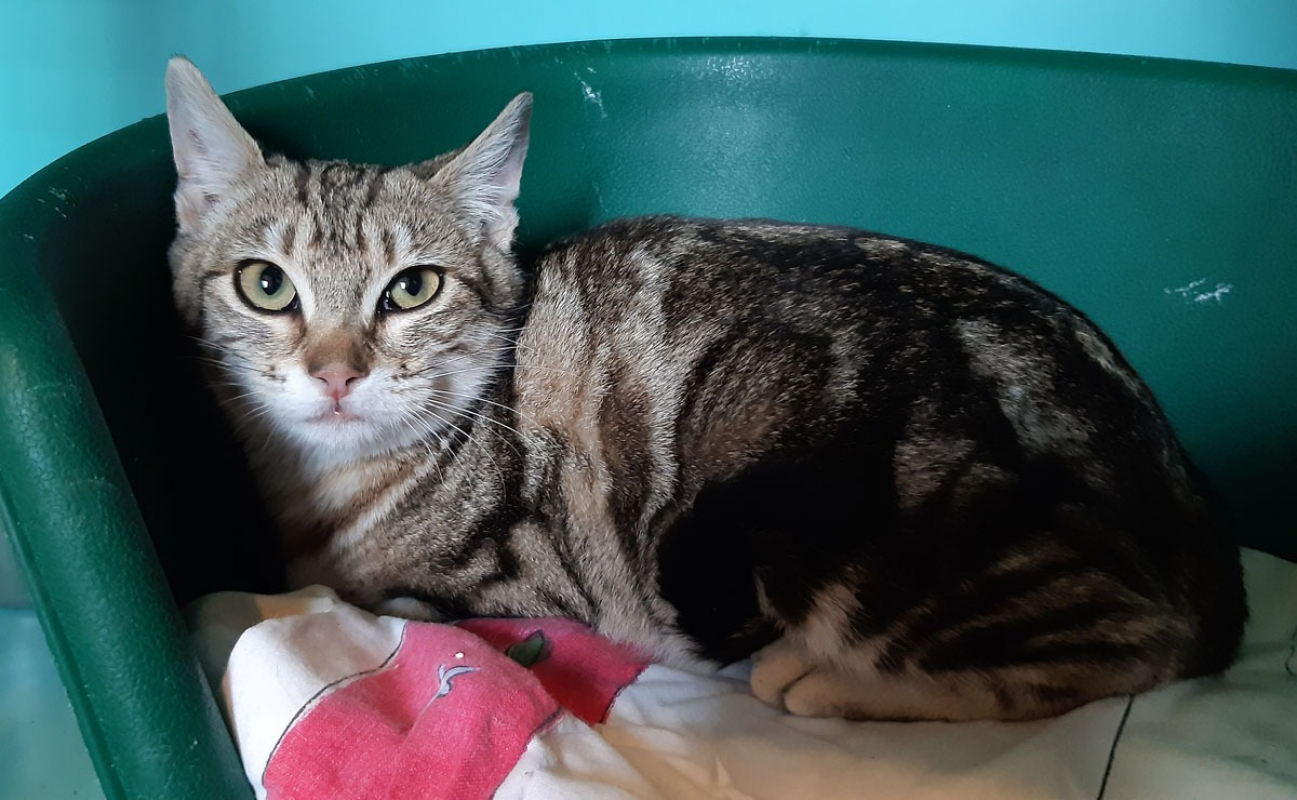 Photo #4 de Courtine